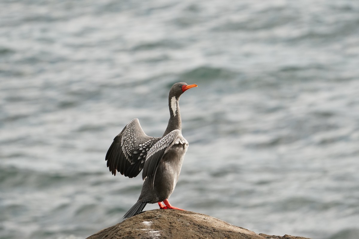 Cormorán Chuita - ML647563802