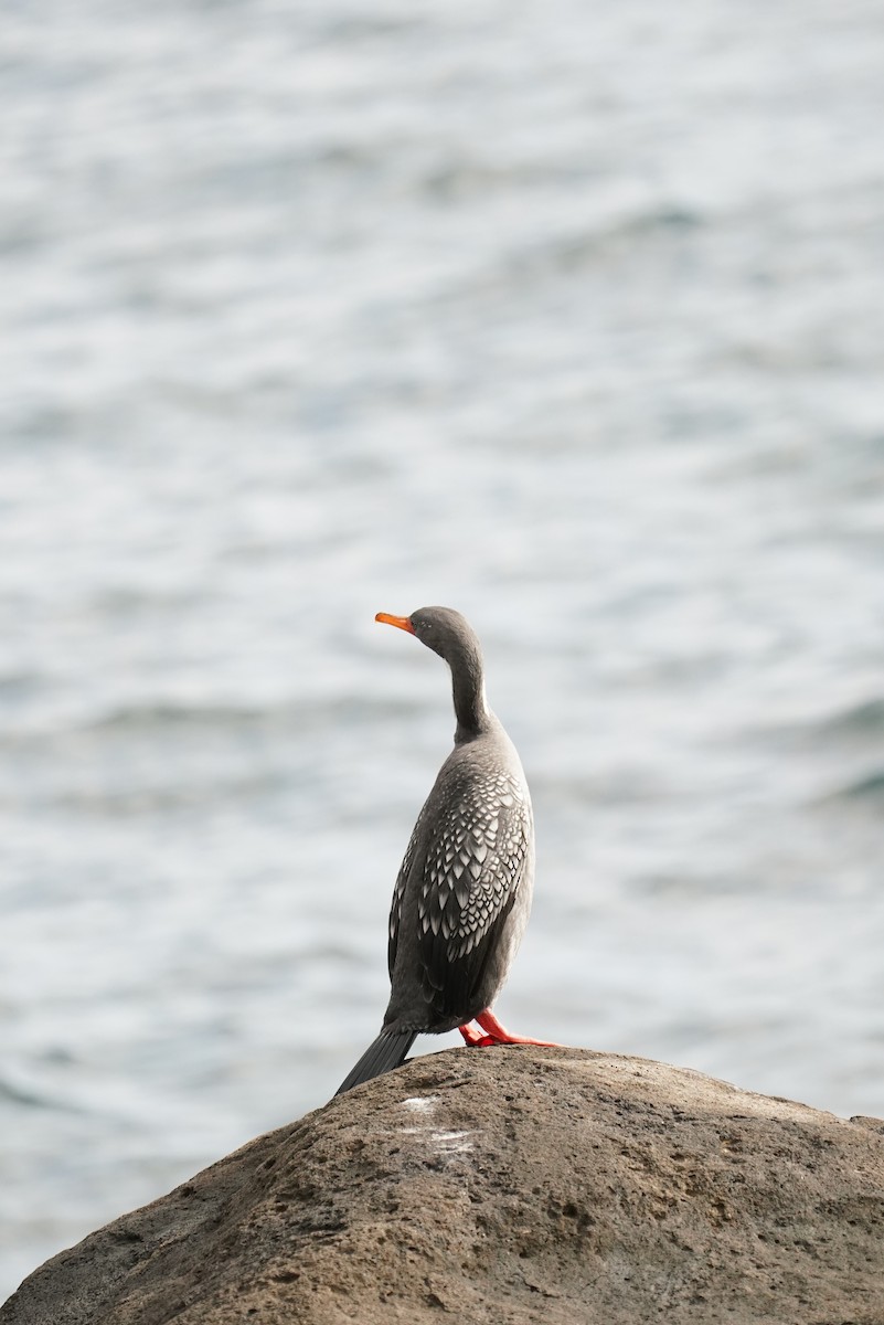 Cormorán Chuita - ML647563803