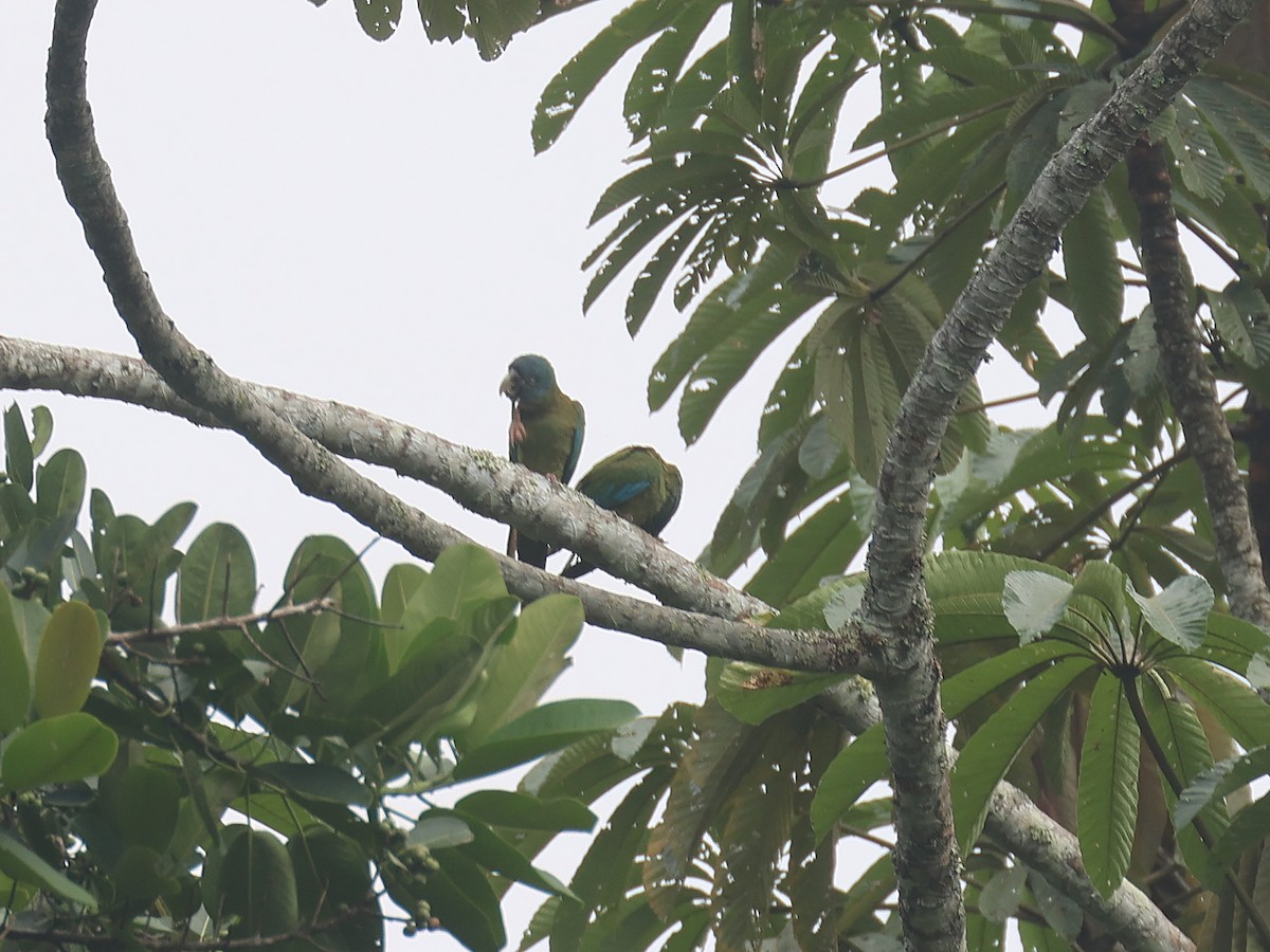 Guacamayo Cabeciazul - ML647563804
