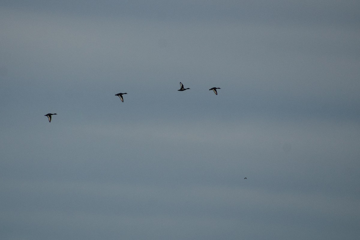 Pato Picazo - ML647563805