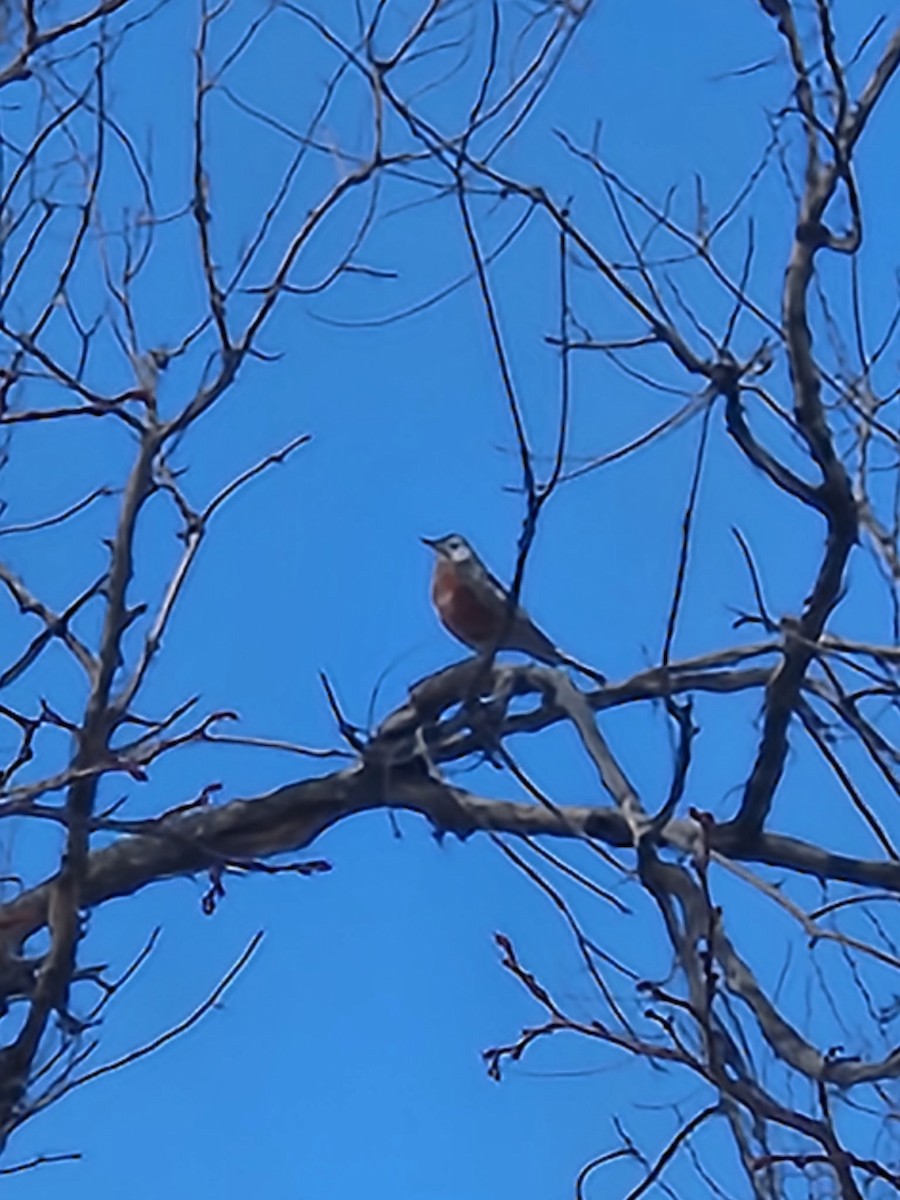 Zorzal Americano - ML647563806