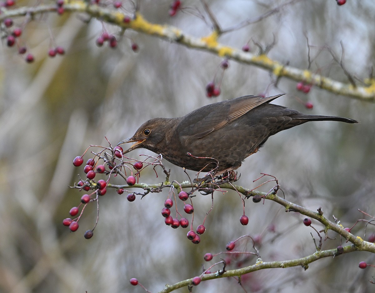 Mirlo Común - ML647563807