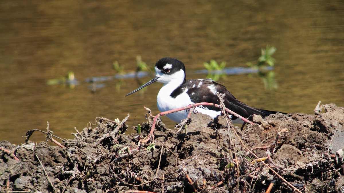 Cigüeñuela Cuellinegra - ML647563809