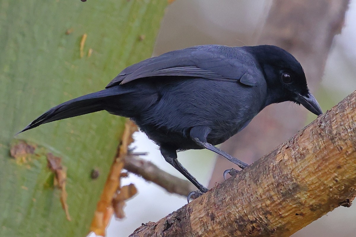 Bubú Fúnebre - ML647563810