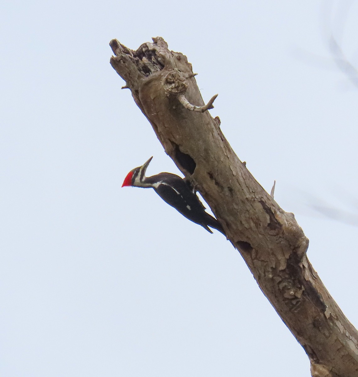 Picamaderos Norteamericano - ML647563811