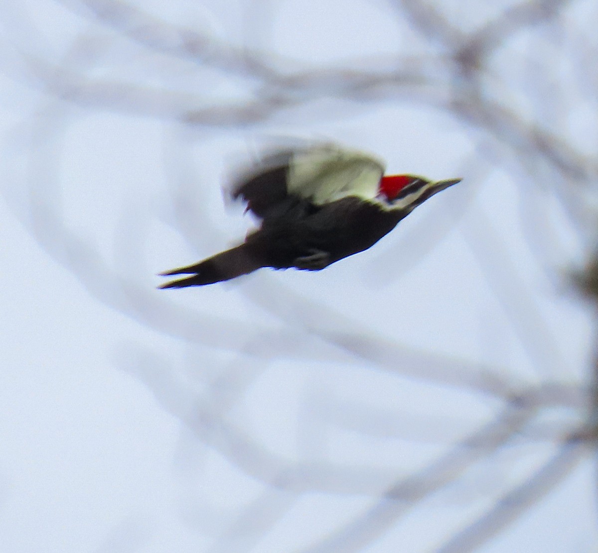 Picamaderos Norteamericano - ML647563812