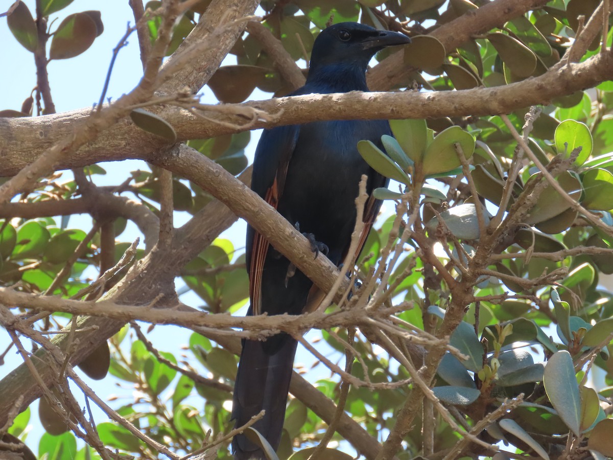 Estornino Alirrojo - ML647563814
