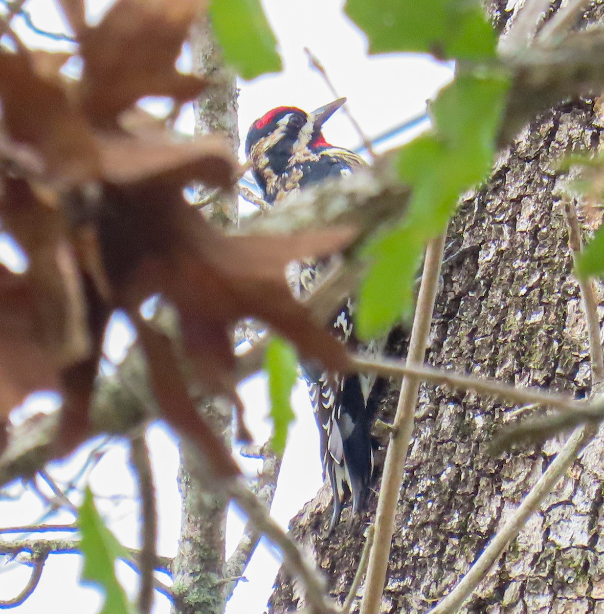 Chupasavia Norteño - ML647563822