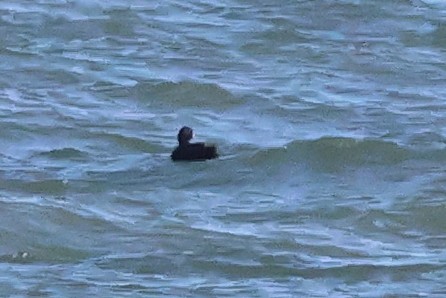 Negrón Común - ML647563823