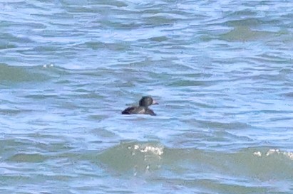 Negrón Común - ML647563824