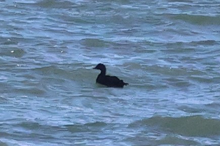 Negrón Común - ML647563825