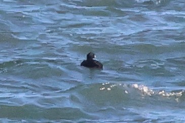 Negrón Común - ML647563826