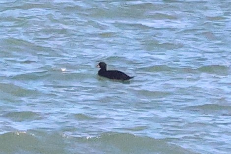 Negrón Común - ML647563827