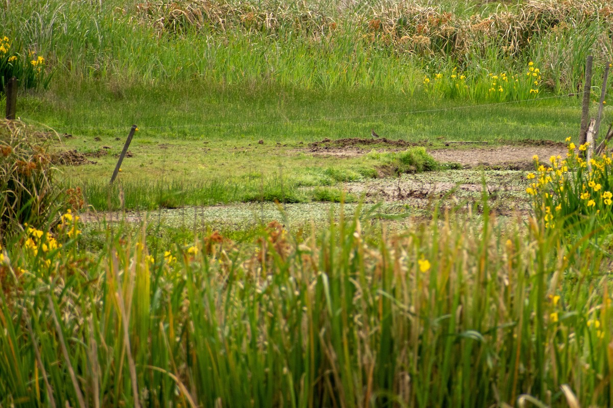 Agachadiza Paraguaya - ML647563828