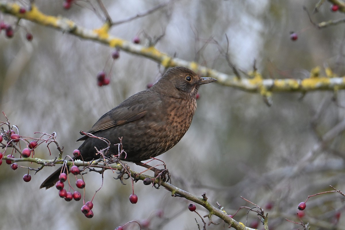 Mirlo Común - ML647563829