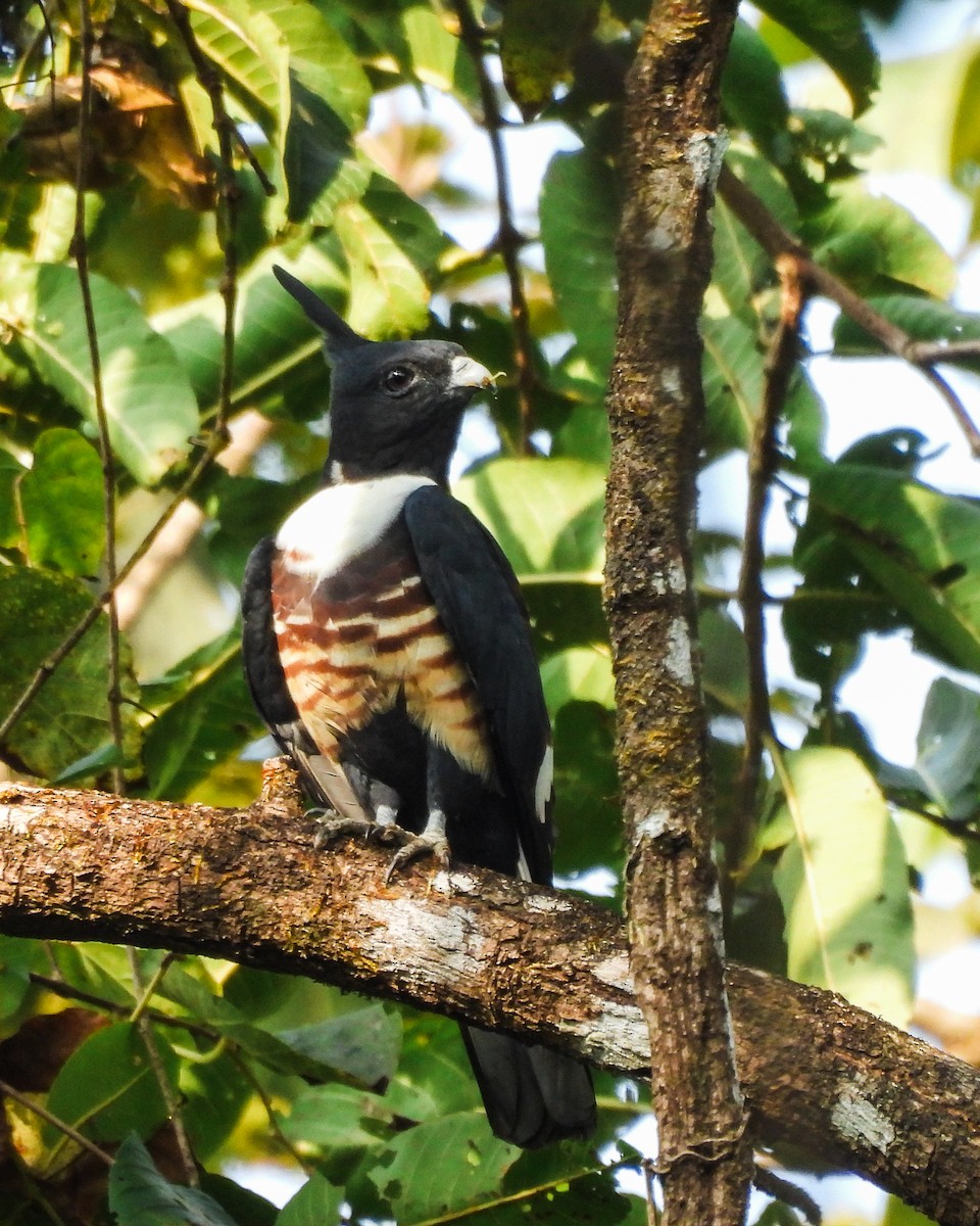 Baza Negro - ML647563830