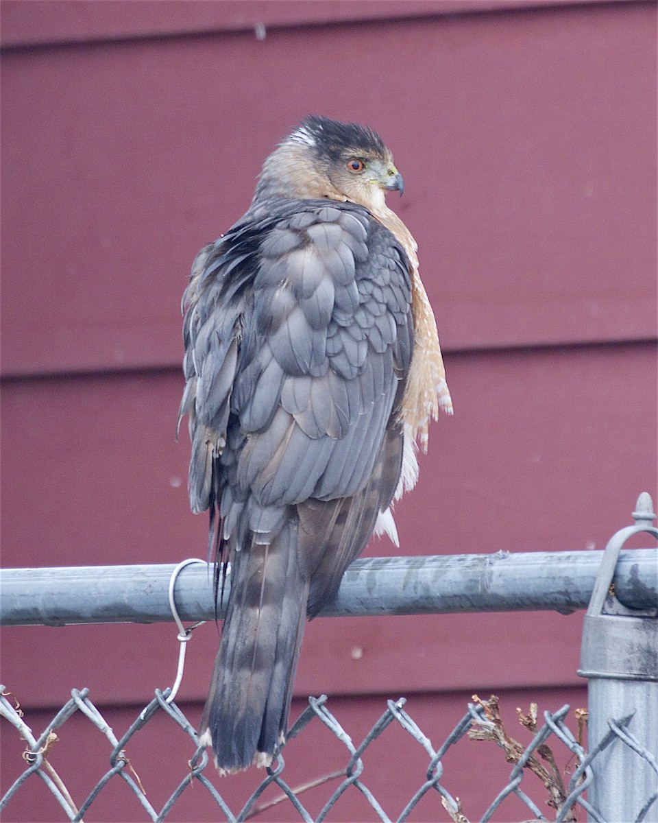 Gavilán de Cooper - ML647563831