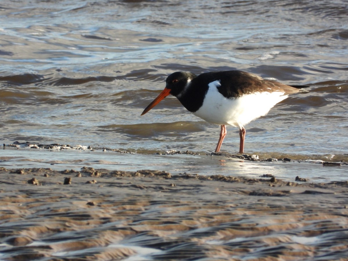 Ostrero Euroasiático - ML647563834