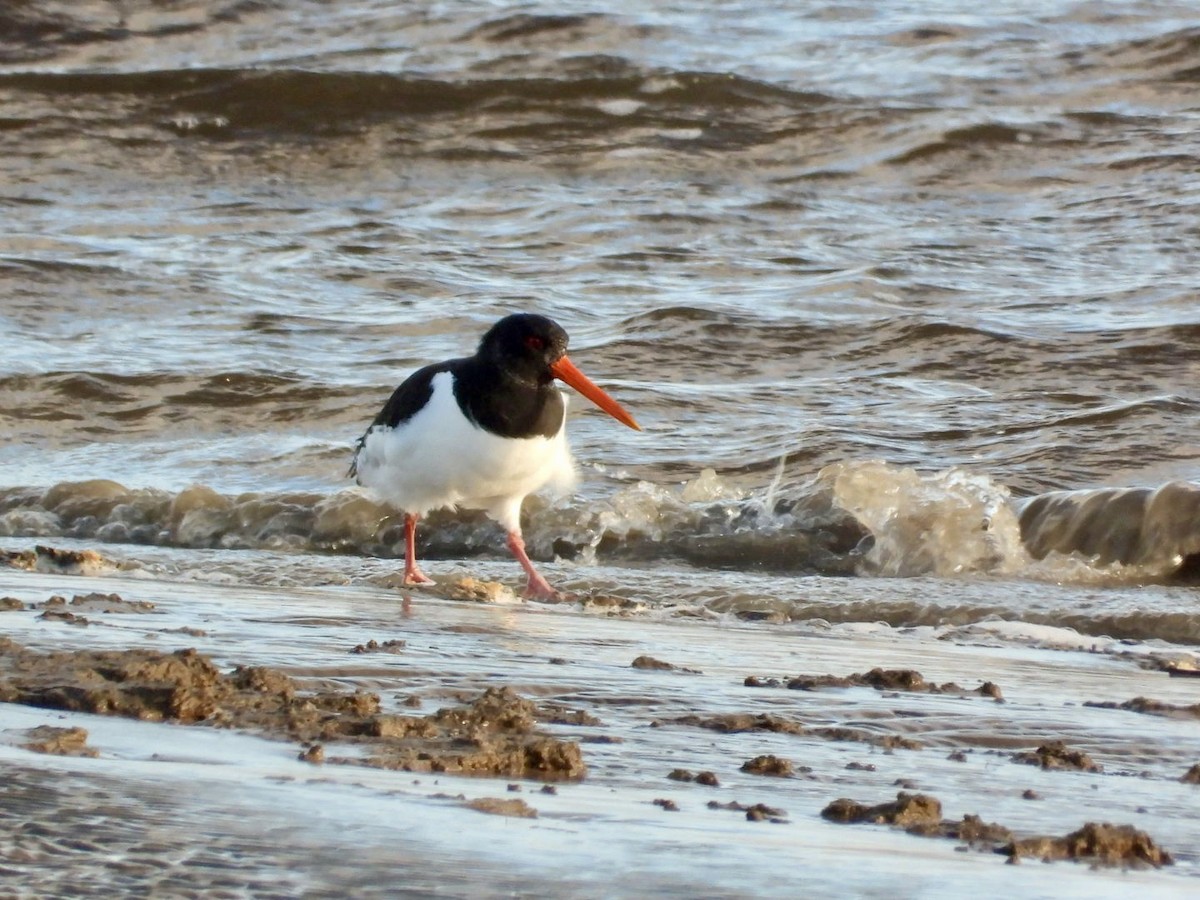 Ostrero Euroasiático - ML647563835