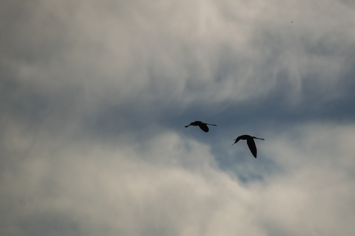 Cigüeñuela Cuellinegra (Americana) - ML647563837