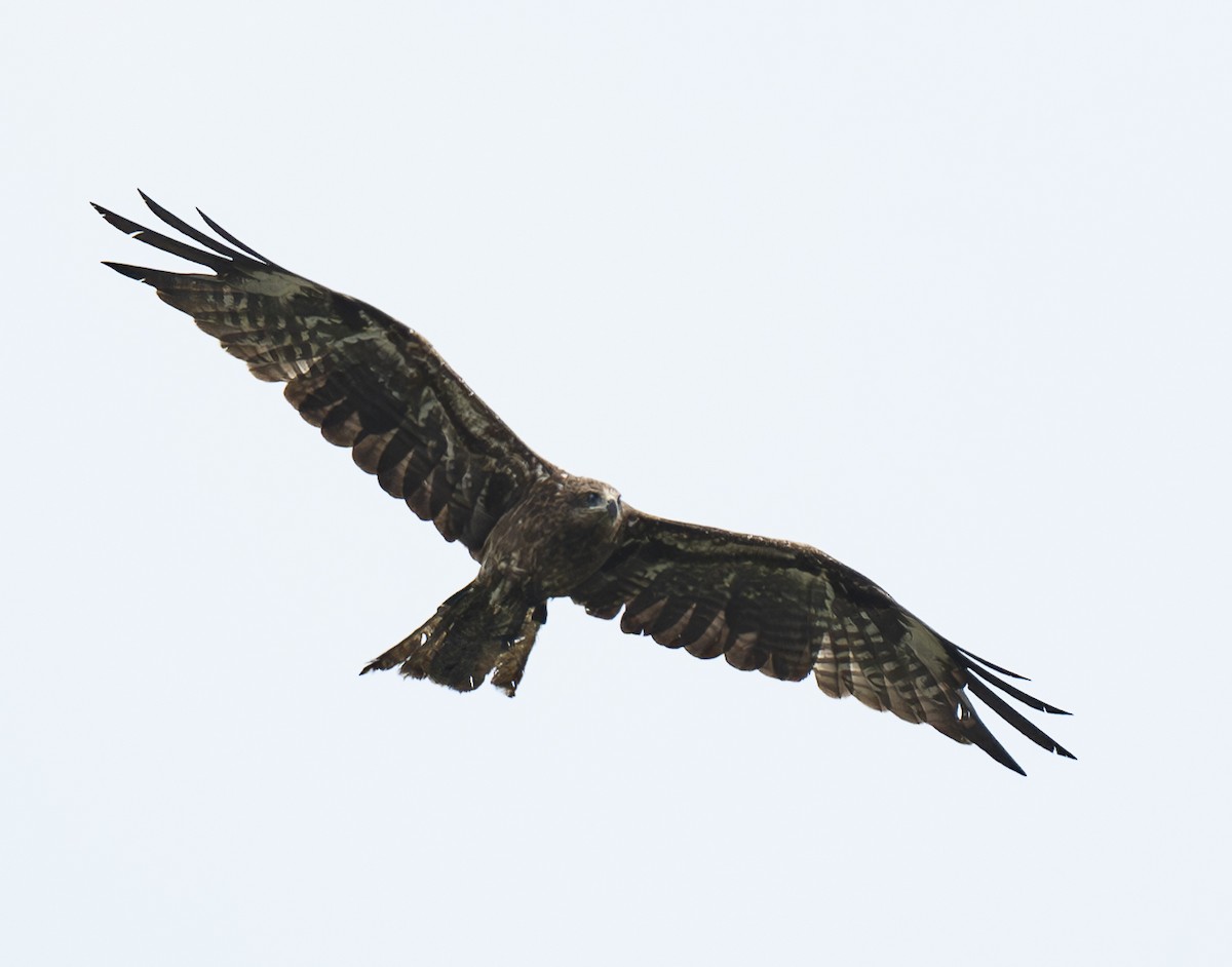 Milano Negro - ML647563840