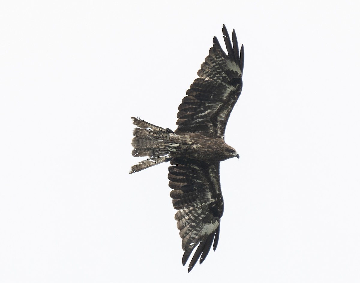 Milano Negro - ML647563842