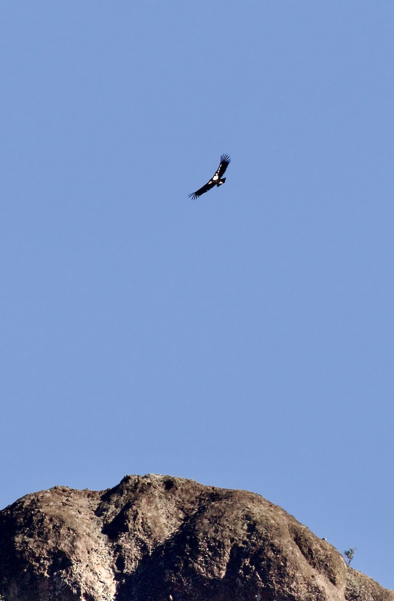 California Condor - ML647563850
