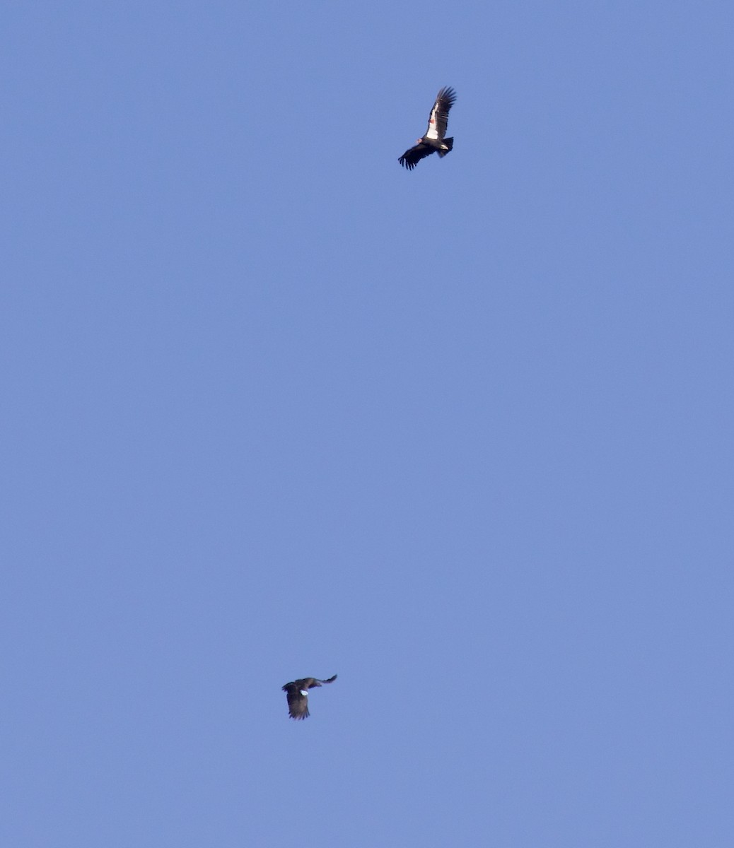 California Condor - ML647563853