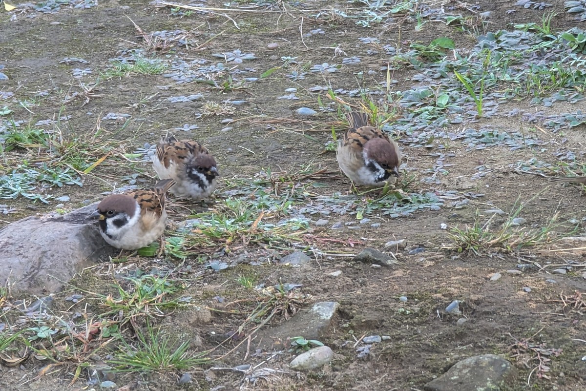 Eurasian Tree Sparrow - ML647563862