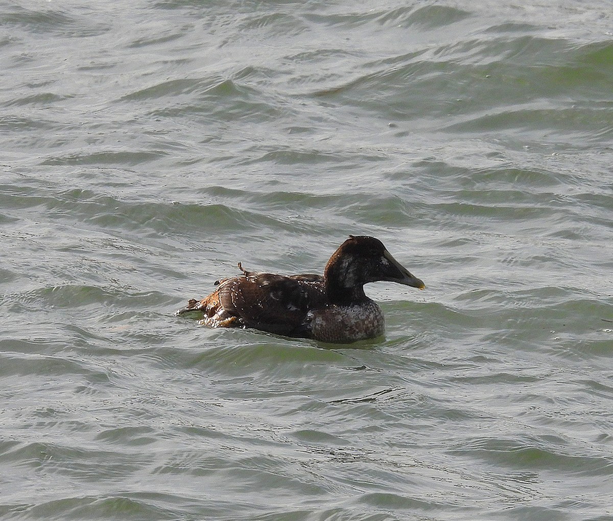 Eider à duvet - ML647563884