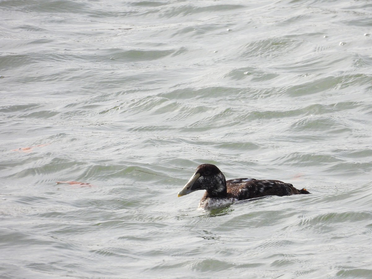 Eider à duvet - ML647563887