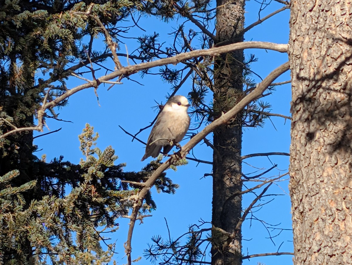 Mésangeai du Canada - ML647563928