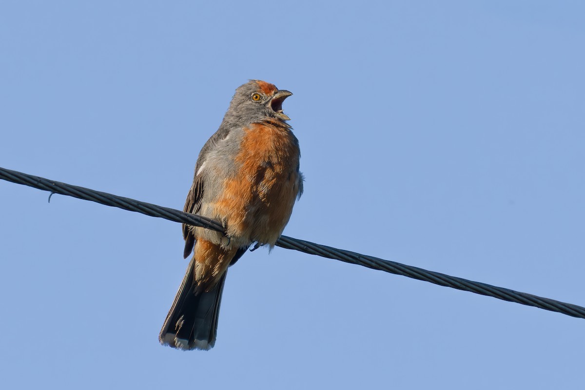 Rara du Paraguay - ML647563929