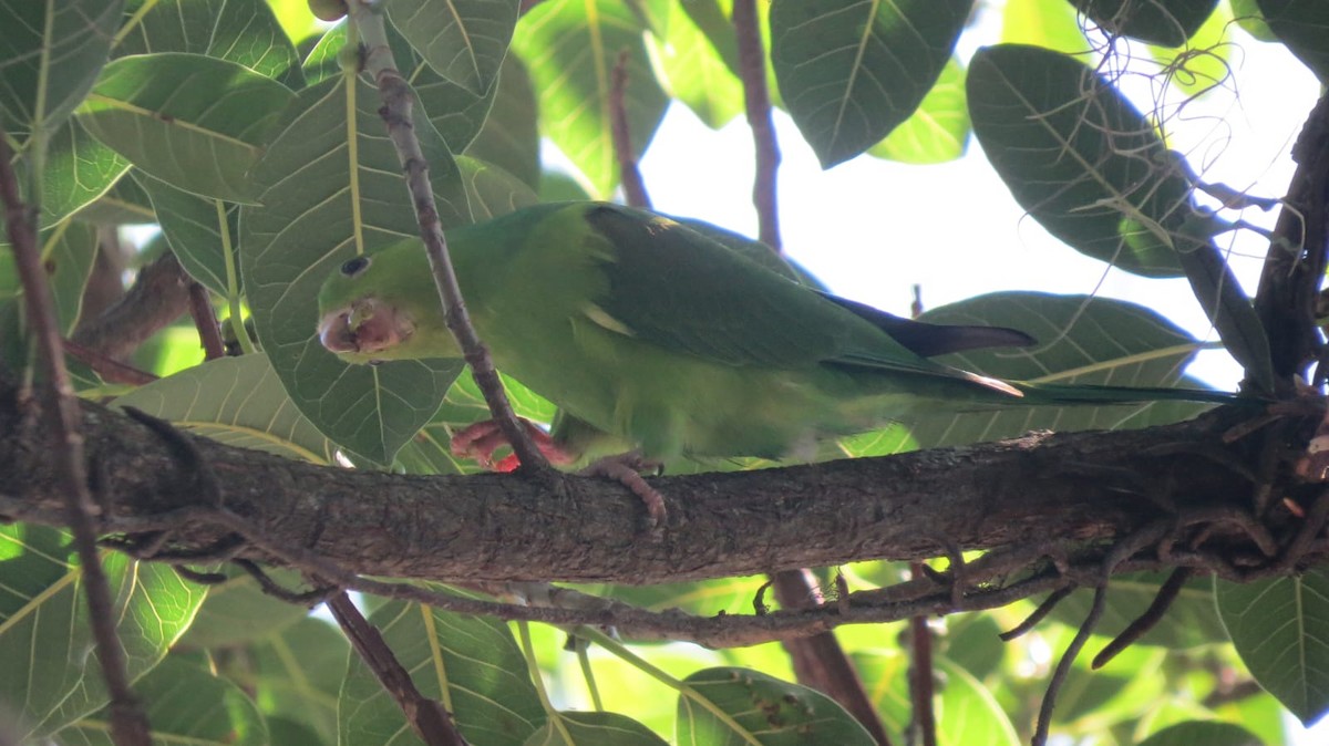 Toui tirica - ML647563930