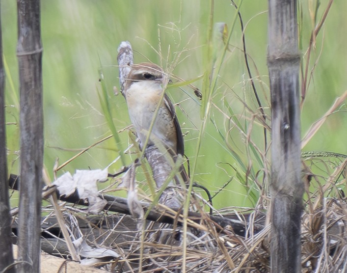 Pie-grièche brune - ML647563931