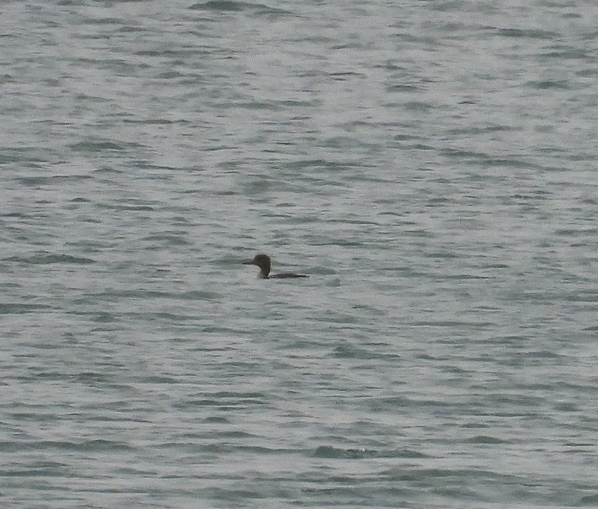 Harle huppé - ML647563933