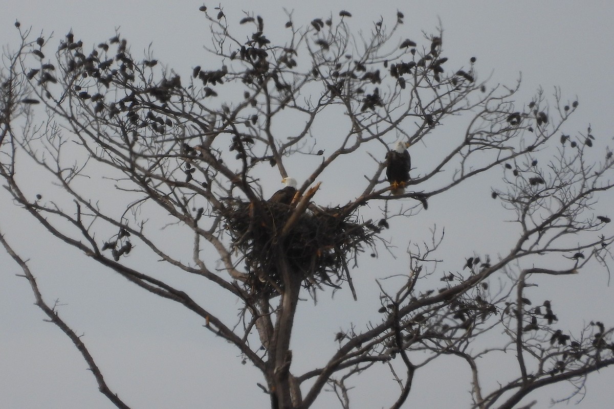 Pygargue à tête blanche - ML647563936