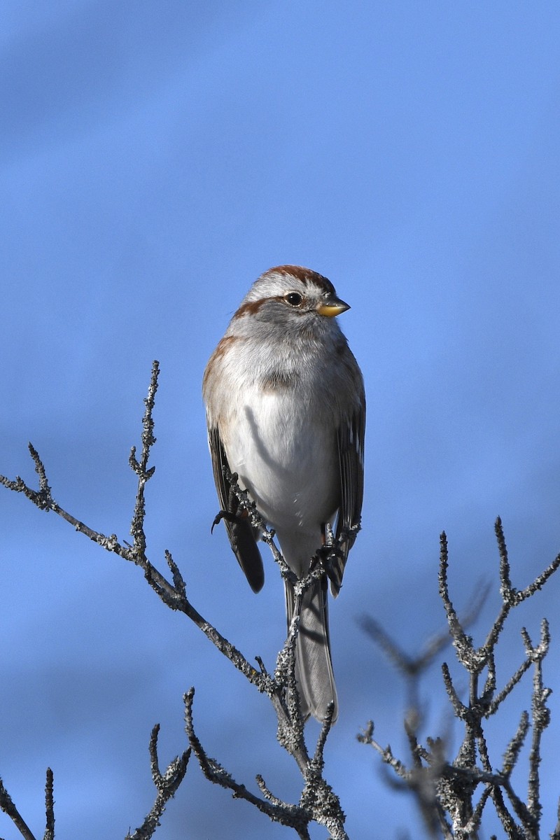 Bruant hudsonien - ML647563937