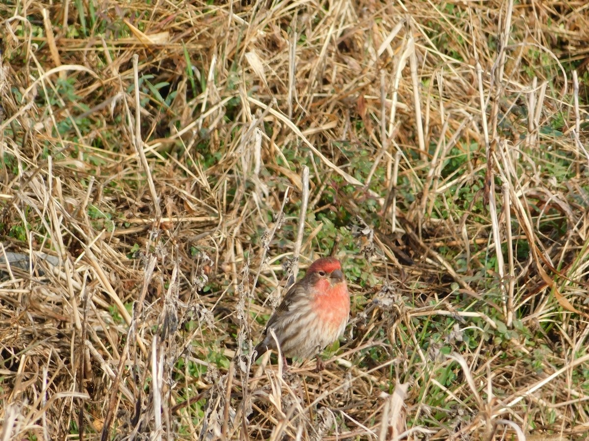 Roselin familier - ML647563939