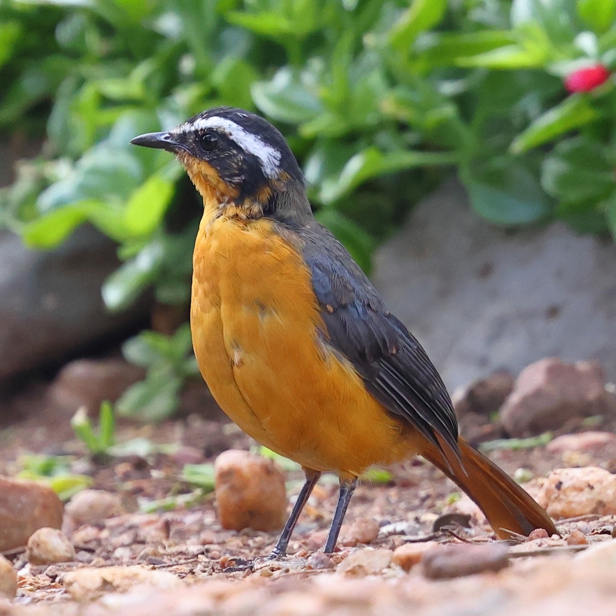 Cossyphe de Heuglin - ML647563940