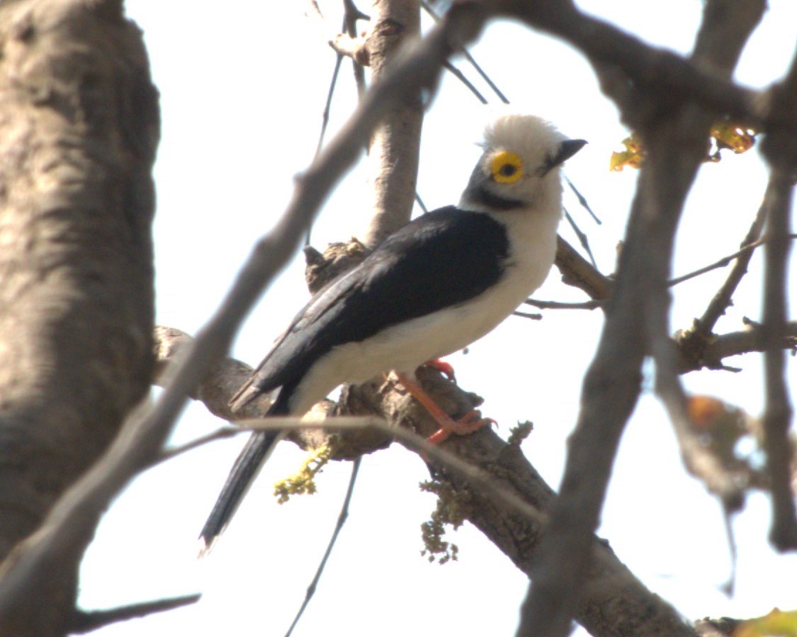 Bagadais casqué - ML647563942
