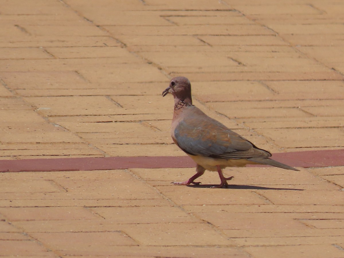 Tourterelle maillée - ML647563946