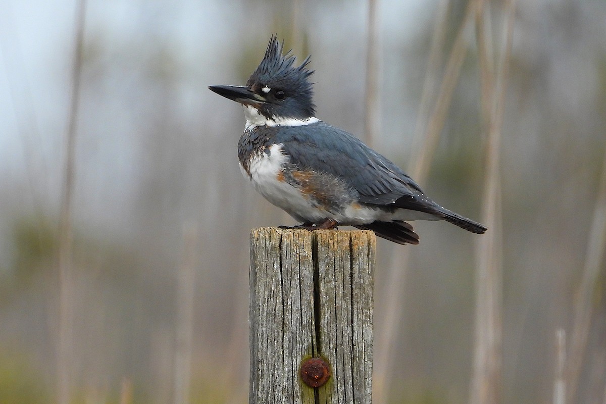Martin-pêcheur d'Amérique - ML647563948