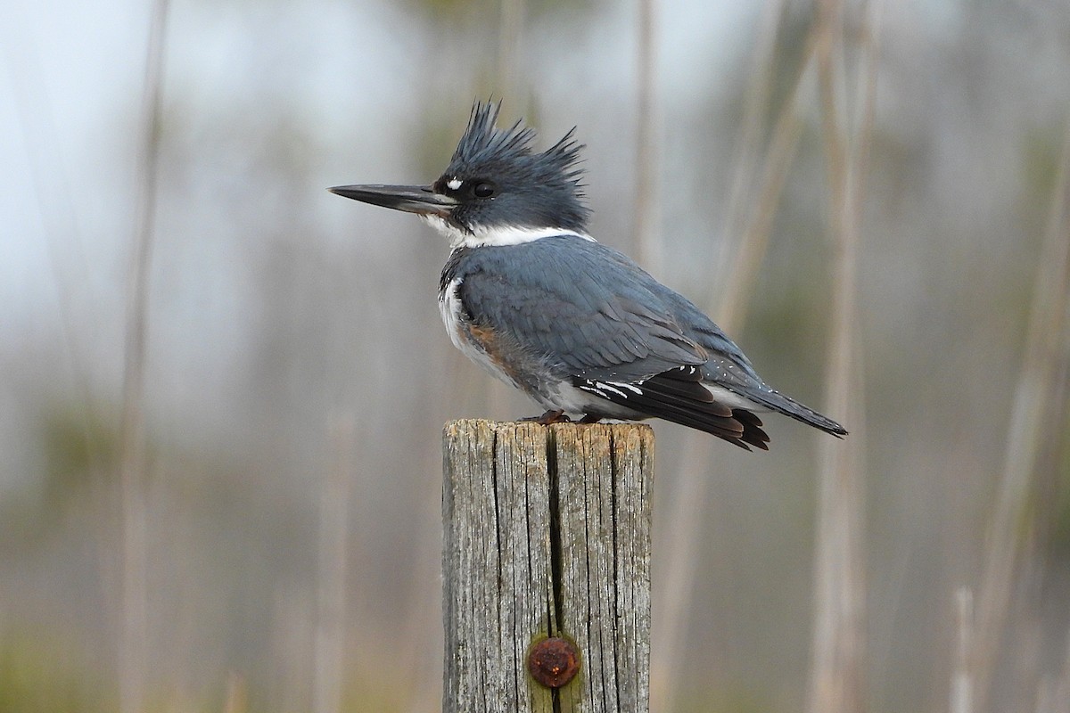 Martin-pêcheur d'Amérique - ML647563949