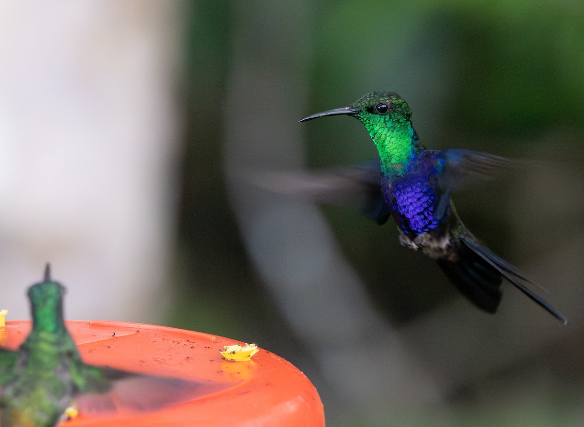 Dryade à queue fourchue - ML647563951