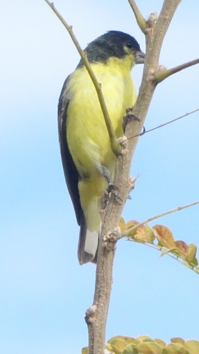 Chardonneret mineur - ML647563952