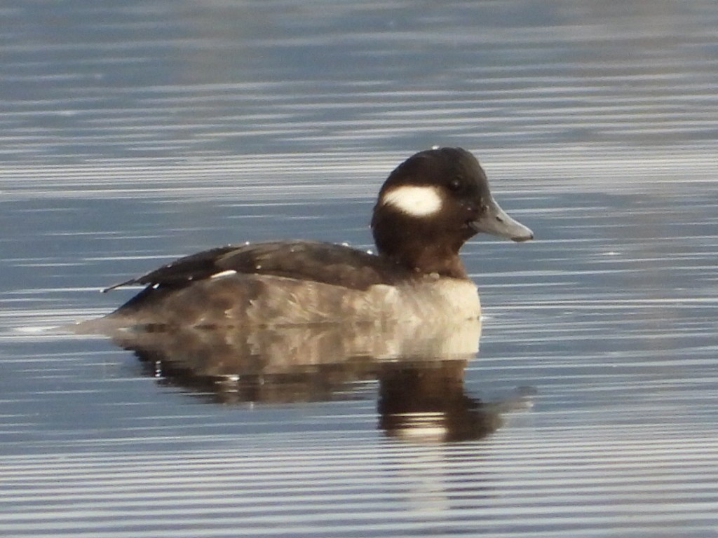 Petit Garrot - ML647563954