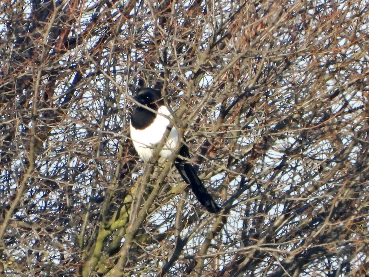 Pie bavarde - ML647563955