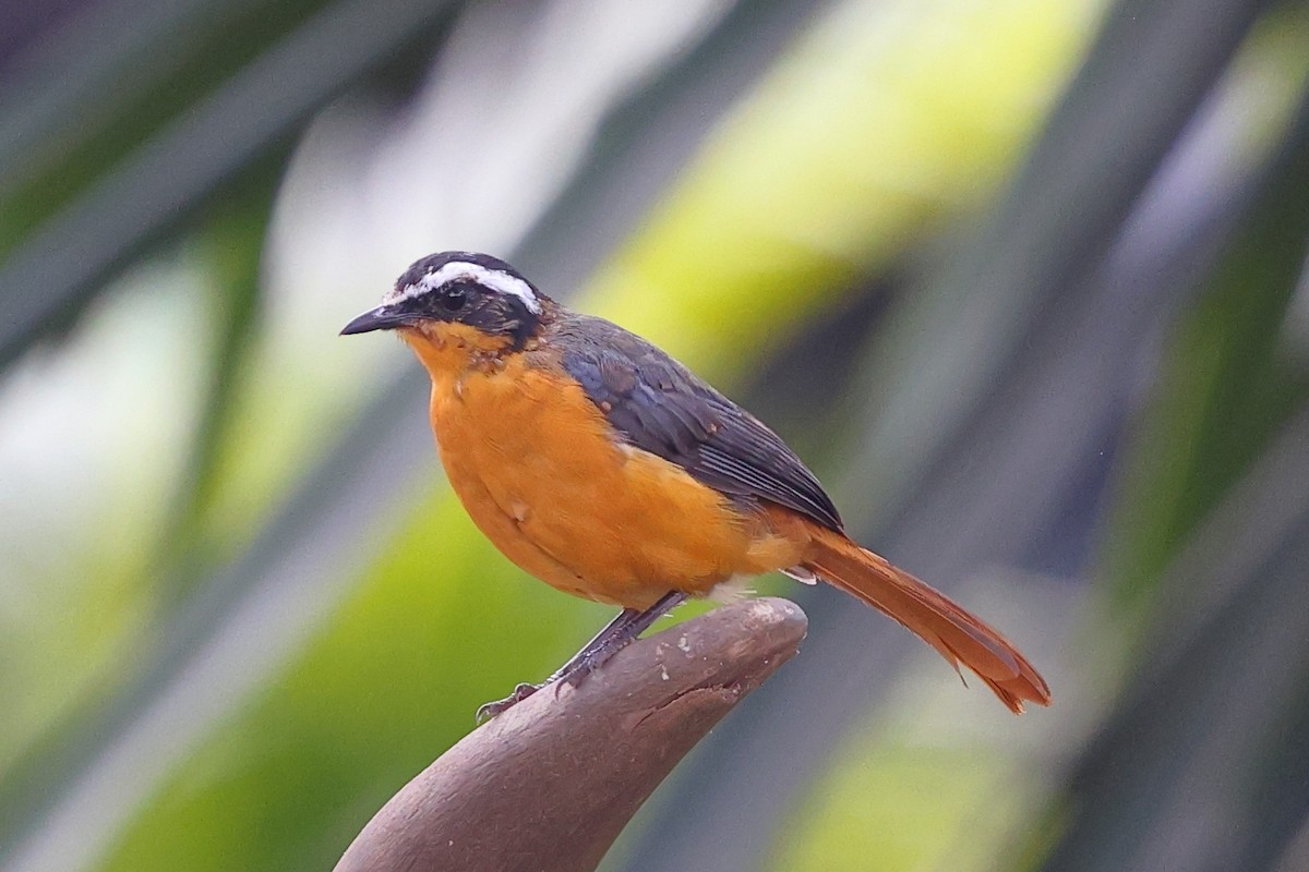 Cossyphe de Heuglin - ML647563957