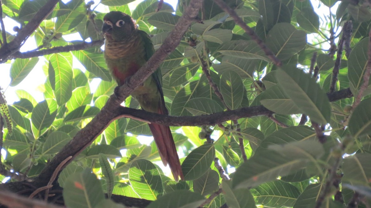 Conure de Vieillot - ML647563958